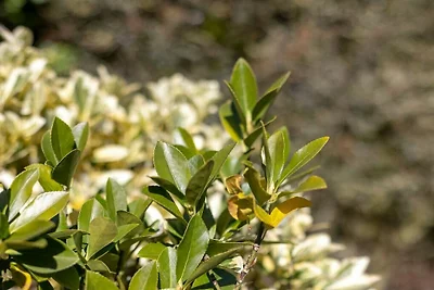Ferienhaus mit 3 Schlafzimmer
