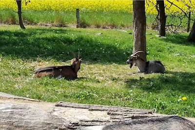 Spokoj nad morzem w Jaegerspris-By Traum