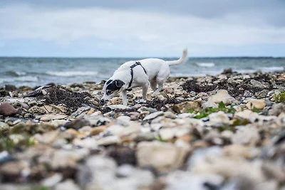 4 sterren vakantie huis in Vestervig-By Traum