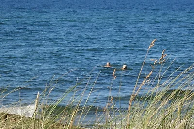 Sedia da spiaggia (casa sulla spiaggia)