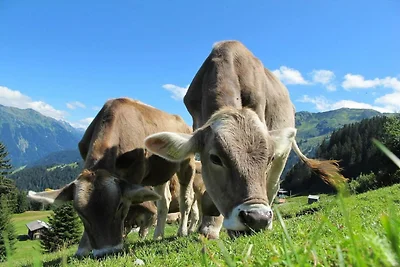 Gemütlicher Alpenaufenthalt in Vars