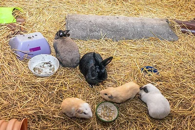 4 Personen Ferienhaus in Højer