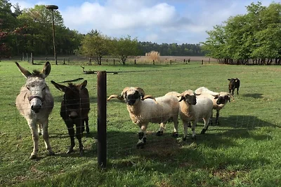 Bos (Vakantie in het bos en op het veld)