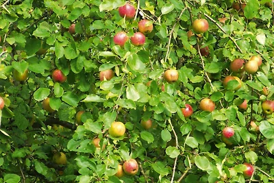 Ferienhaus in Hornberg bei Triberg