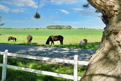 5 persone case ad Gilleleje-By Traum