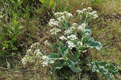 4 Personen Ferienhaus in Ærøskøbing-By Traum