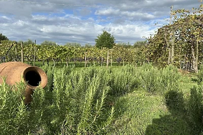 Fornace del Conte - Vigneto