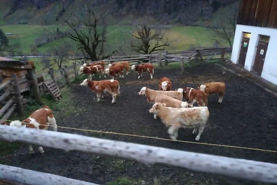 Fattoria di piccoli animali Seidl-Eder