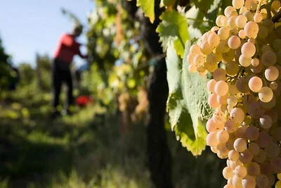 Wohnung in Montespertoli mit Pool