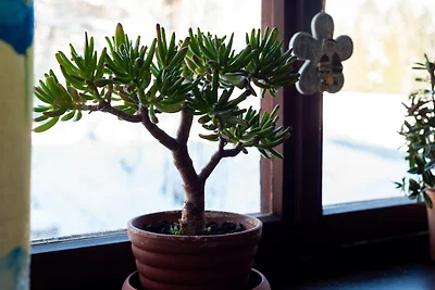 Idyllische Wohnung in Sibratsgfäll