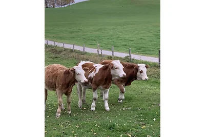 Domek letniskowy Urlop wypoczynkowy Gmund am Tegernsee