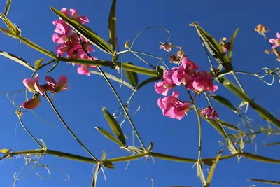 4 Personen Ferienhaus in LUR