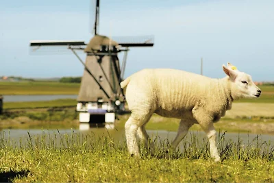 Villa mit Geschirrspüler, auf Texel, Meer 2 k...