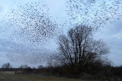 Direkte Umgebung (Winter) (<1 km) Direkte Umgebung (Winter) (<1 km)