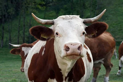 Rinkenbachhof Rifugio moderno