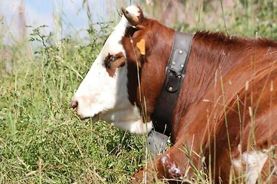 Apartment in den Alpen in der Nähe des...