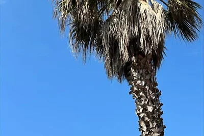 Die Beachside-Kokette