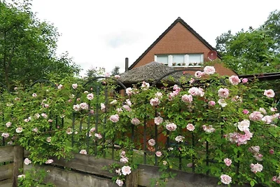 Haus Heckenrose