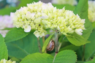 Appartamento a Mechelsdorf con giardino
