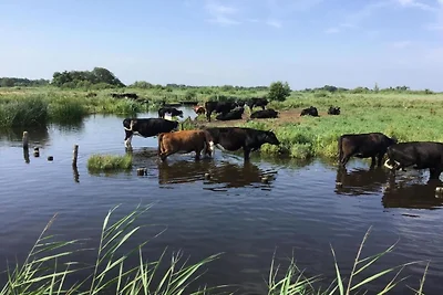 Rietgedekte villa nabij Giethoorn