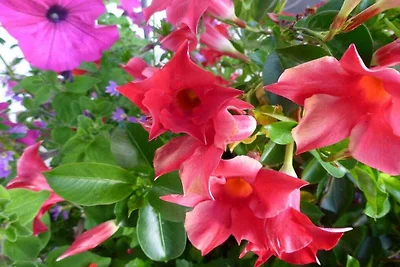 Watzmann im Punzenlehen