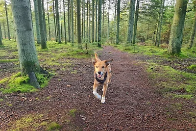 6 Personen Ferienhaus in Ålbæk