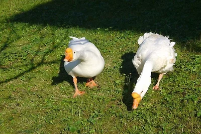Ferienwohnung mit 2 Schlafzimmer