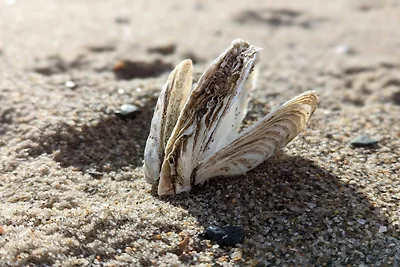 5 Personen Ferienhaus in Vinderup-By Traum