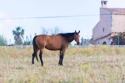 Sa Vinyota - Villa Con Piscina Privada En...