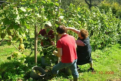 Ferienhaus im Weingarten Das Weinberg