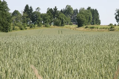 Direkte Umgebung (Sommer) (<1 km) Direkte Umgebung (Sommer) (<1 km)