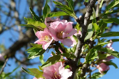 Biofinca Milflores