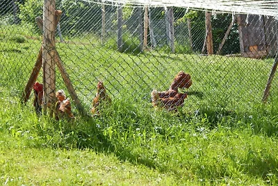 Lato na farmie||