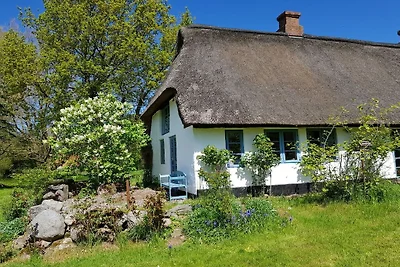 Reetdachkate in der Wiese