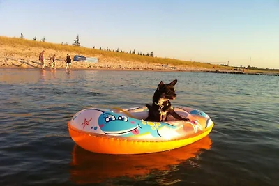 Ostsee mit Hund