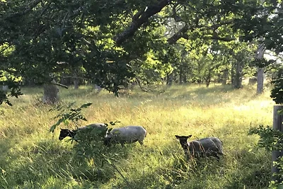 5 Sterne Ferienhaus in Lärbro