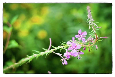 Ambiance / Close-up Ambiance / Close-up