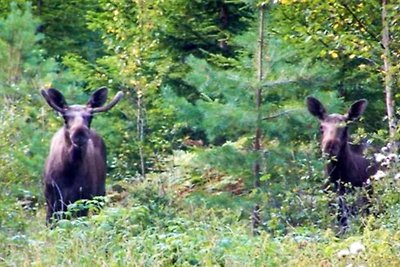 6 Personen Ferienhaus in BENGTSFORS