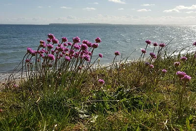 4 Personen Ferienhaus in Nykøbing M-By Traum
