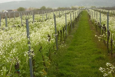 Weingut Herbert Ziegler "Eulbusch" 2