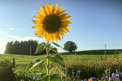 Dorfblick Gerberhof