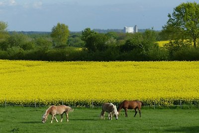 Ferienhof Fraulund -Aprtamnto di vacanza Ohle...