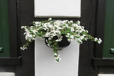 Vakantiehuis vakwerkhuis Bodenwerder