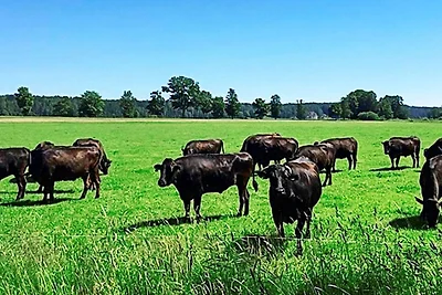 6 Personen Ferienhaus in LOFTAHAMMAR