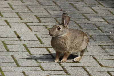 Vakantiehuis Ontspannende vakantie Bad Zwischenahn