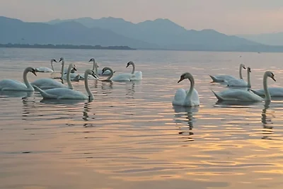 8 sur les rives du lac Chiemsee à Paulfischer