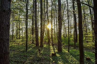 Gemütliches Holzchalet im Wald, mit...