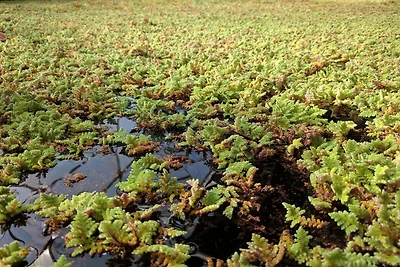 6 persone case ad Hurup Thy-By Traum