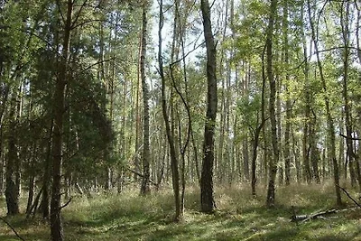 Am Pagelsee im Müritz-Nationalpark