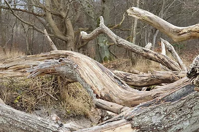 5 persoons vakantie huis in Vig